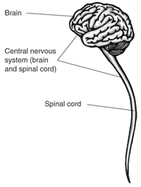 Central_nervous_system