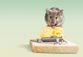 Mouse on cheese trap