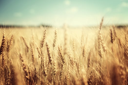 golden wheat field and sunny day-1